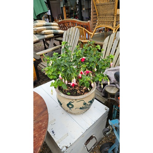 745 - Fuchsia in Garden planter