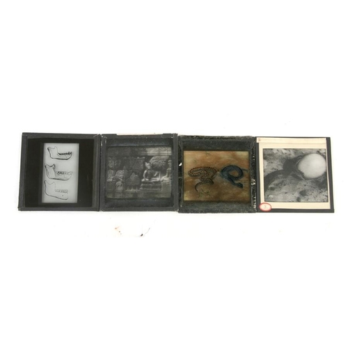 116 - A quantity of 19th century magic lantern slides on various subjects, mainly nature, in a pine box