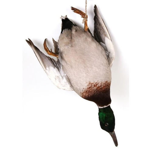 1040 - Taxidermy. A taxidermy of a hanging game bird, mallard duck. 54cm (21.25 ins) high