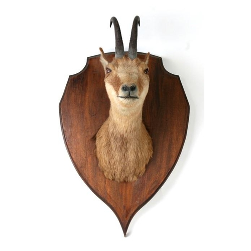 1041 - Taxidermy: Alpine Chamois (Rupicapra rupicapra), neck mount looking straight ahead, mounted upon a s... 