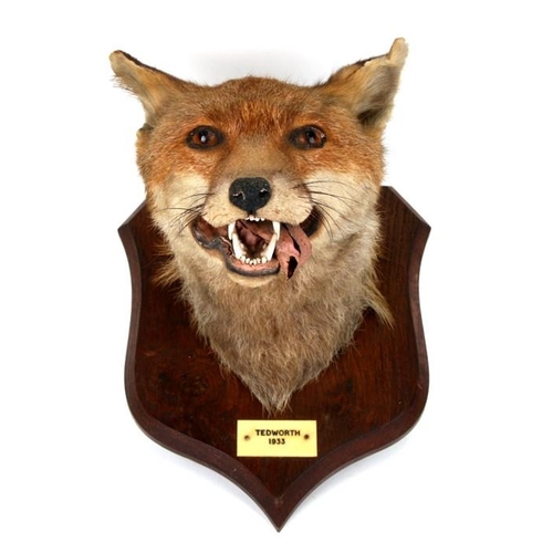 1044 - Taxidermy.  A mounted fox mask with plaque - Tedworth 1933 - by P Spicer & Sons.