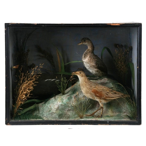 1046 - Taxidermy. A glazed taxidermy study of three birds, a Corncrake, a Little Grebe and a Moorhen, in a ... 