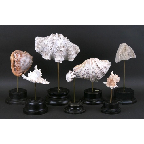 272 - A group of museum style sea shell displays (12)