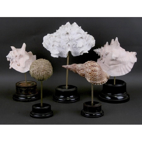 272 - A group of museum style sea shell displays (12)