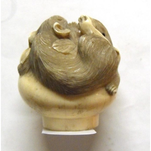 397 - A signed Japanese ivory cane handle carved as a family of entwined rats, 4.5cms (1.75ins) diameter.