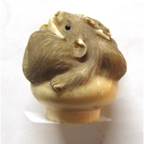 397 - A signed Japanese ivory cane handle carved as a family of entwined rats, 4.5cms (1.75ins) diameter.