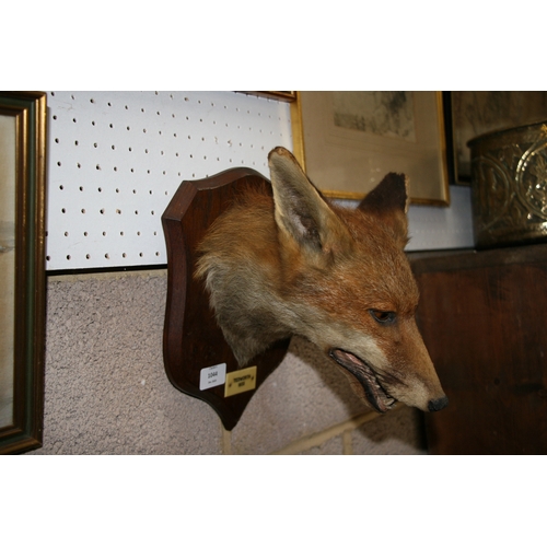 1044 - Taxidermy.  A mounted fox mask with plaque - Tedworth 1933 - by P Spicer & Sons.