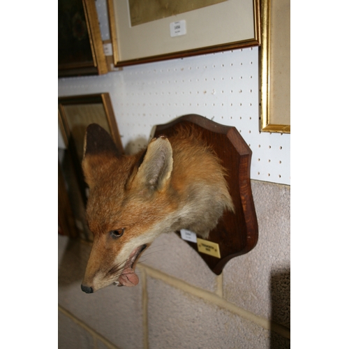 1044 - Taxidermy.  A mounted fox mask with plaque - Tedworth 1933 - by P Spicer & Sons.