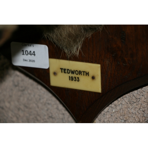 1044 - Taxidermy.  A mounted fox mask with plaque - Tedworth 1933 - by P Spicer & Sons.