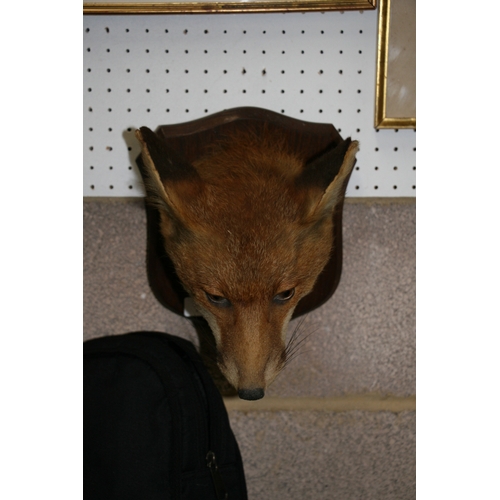 1044 - Taxidermy.  A mounted fox mask with plaque - Tedworth 1933 - by P Spicer & Sons.