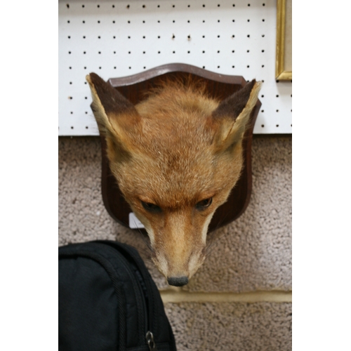 1044 - Taxidermy.  A mounted fox mask with plaque - Tedworth 1933 - by P Spicer & Sons.