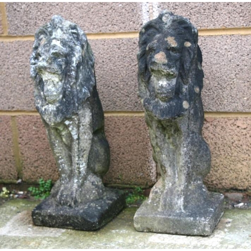 8 - A pair of well weathered reconstituted stone rampant lions. 57cm (22.5 ins) high