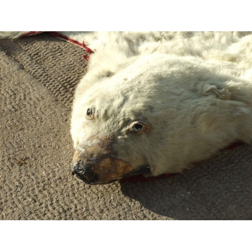 172 - Taxidermy.  A polar bear skin rug, approx 185 by 170cms.