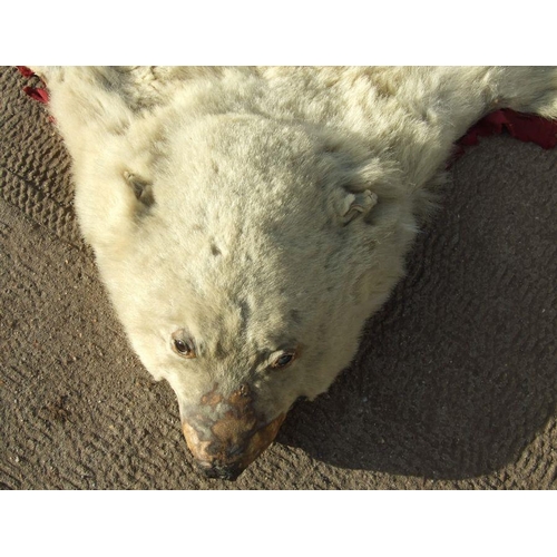 172 - Taxidermy.  A polar bear skin rug, approx 185 by 170cms.