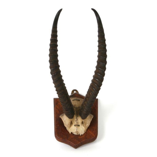 175 - Taxidermy. A large pair of mounted antelope horns together with a smaller pair (2)