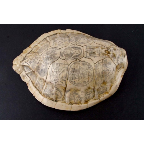 507 - A reproduction resin scrimshaw turtle shell, 31 by 38cms (a/f).