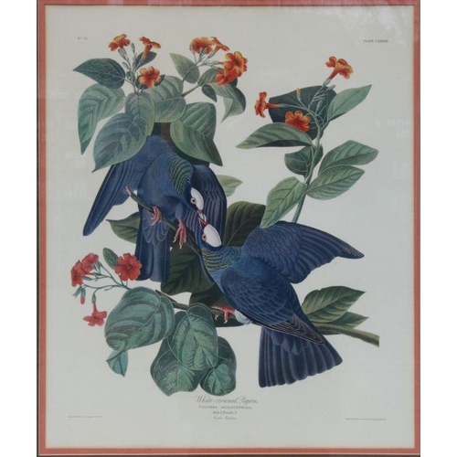 228 - After JJ Audubon FRSFLS (1785-1851) - White Crown Pigeons - coloured print, framed & glazed, 60 ... 