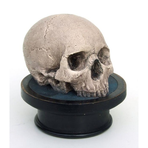 354 - A memento mori plaster human skull mounted on an ebonised plinth, overall 19cms high.