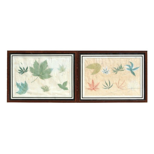 566 - A set of five late 19th century Chinese botanical leaf studies, watercolour with bodycolour, all fra... 