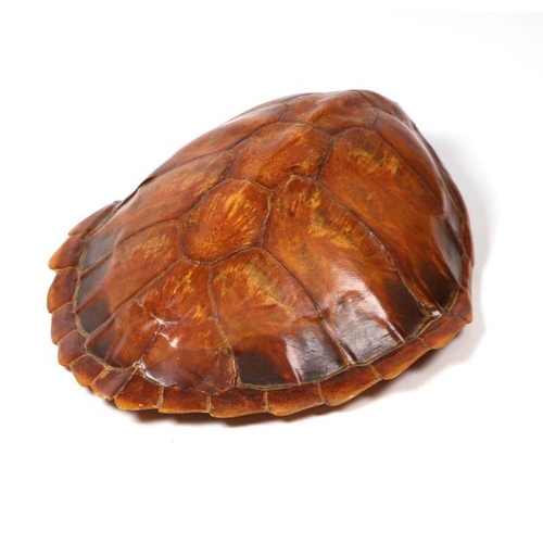 71 - A turtle carapace, 55cms long.