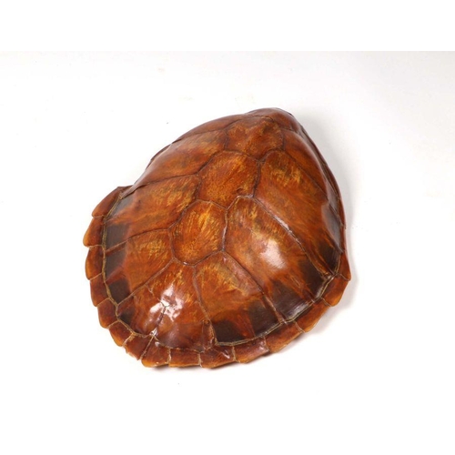 71 - A turtle carapace, 55cms long.