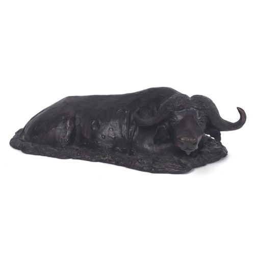 488 - Don Greig - a bronze study of a recumbent sub Saharan buffalo, 24cms wide.