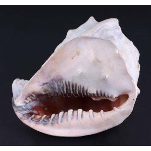 173 - A 19th century cameo carved conch shell.