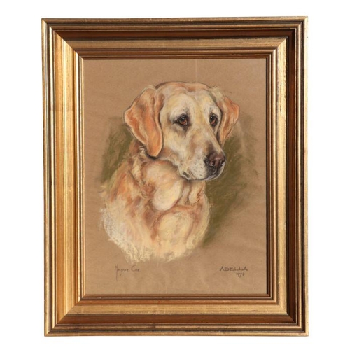 839 - Marjory Cox (modern British) - Portrait of Adella, A Golden Retriever - pastel, signed & dated 1... 