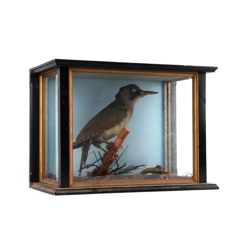 475 - Taxidermy.  A Green Woodpecker perched on a branch, cased, 37cms wide.