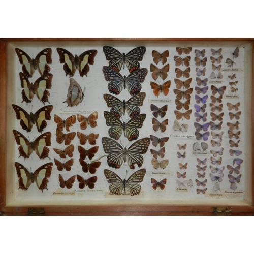 477 - Taxidermy.  Entomology.  A collection of late 19th century butterflies displayed in two pine boxes.C... 