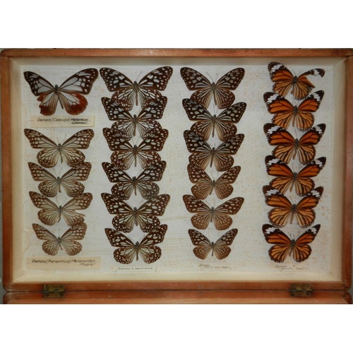 477 - Taxidermy.  Entomology.  A collection of late 19th century butterflies displayed in two pine boxes.C... 