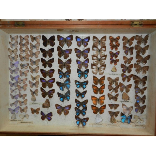 477 - Taxidermy.  Entomology.  A collection of late 19th century butterflies displayed in two pine boxes.C... 