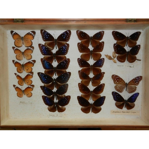 477 - Taxidermy.  Entomology.  A collection of late 19th century butterflies displayed in two pine boxes.C... 