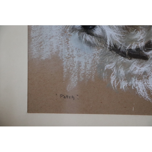 347 - Hesta Warren (20th century school) - Patch - study of a fox terrier, signed lower right, pastel, fra... 