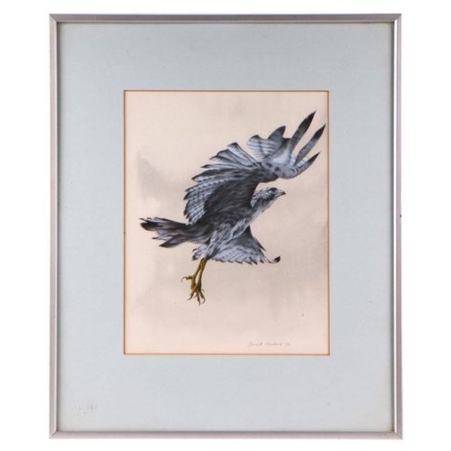 292 - David Nockels (British 1916-1991) - an illustration of a bird of prey, watercolour heightened with b... 