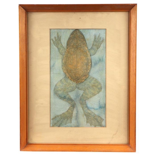 217 - Tony Smith (mid century British) - Study of a Frog in Water from Above - watercolour, framed & g... 