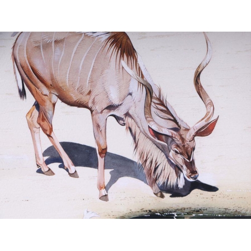 230 - Alan Carter (modern British) - Kudu - signed lower right, watercolour, framed & glazed, 29.5 by ... 