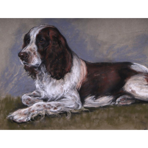 259 - Marjorie Cox, study of a spaniel. signed and dated 1968,