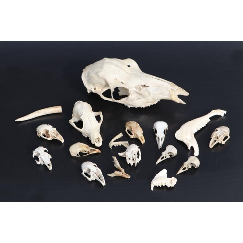 315 - Taxidermy - a group of animal skulls and bones