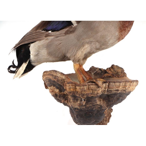 319 - Taxidermy. A mallard drake duck mounted on a chicken of the woods fungus wall bracket.