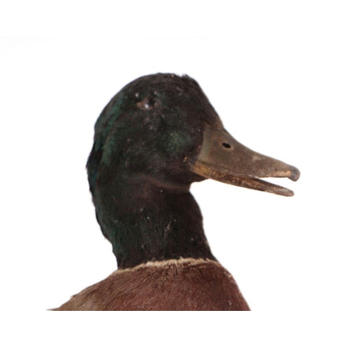 319 - Taxidermy. A mallard drake duck mounted on a chicken of the woods fungus wall bracket.