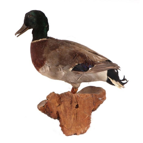 319 - Taxidermy. A mallard drake duck mounted on a chicken of the woods fungus wall bracket.