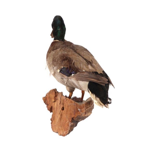 319 - Taxidermy. A mallard drake duck mounted on a chicken of the woods fungus wall bracket.