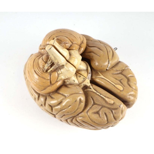 326 - A mid 20th Century Sectional and Interlocking plaster Anatomical Teaching Aid, 'The Brain', in origi... 