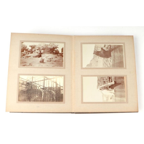 62 - Two private photograph albums containing images of London Zoo between 1925 and 1935, each album cont... 