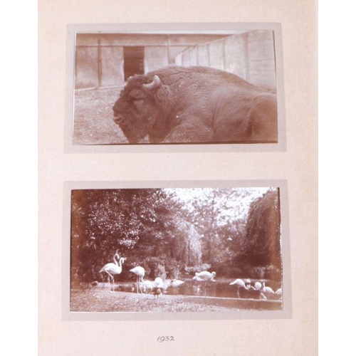 62 - Two private photograph albums containing images of London Zoo between 1925 and 1935, each album cont... 