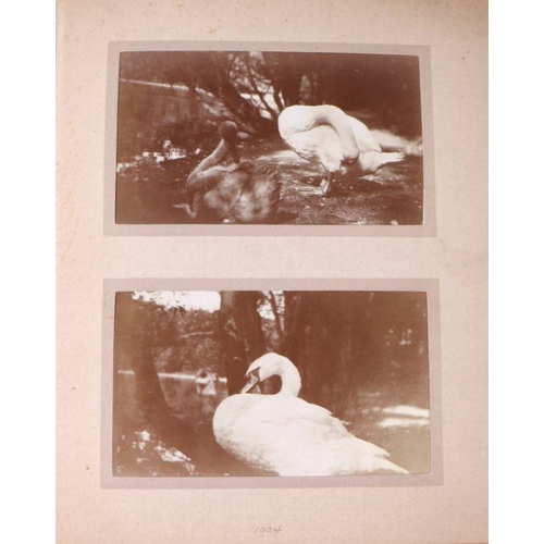 62 - Two private photograph albums containing images of London Zoo between 1925 and 1935, each album cont... 