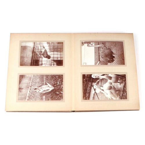 62 - Two private photograph albums containing images of London Zoo between 1925 and 1935, each album cont... 