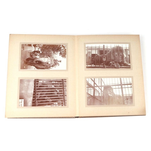 62 - Two private photograph albums containing images of London Zoo between 1925 and 1935, each album cont... 