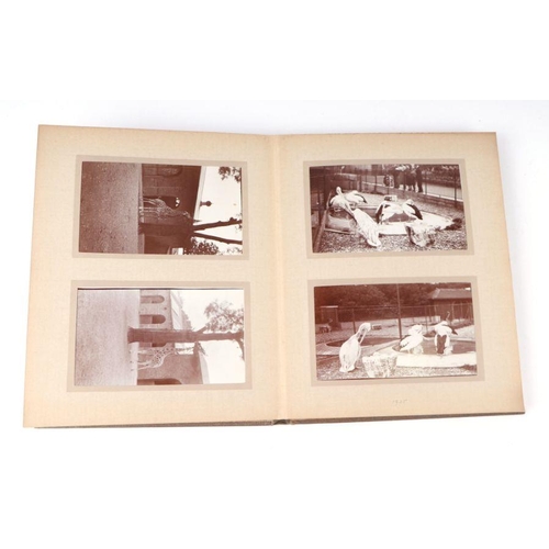 62 - Two private photograph albums containing images of London Zoo between 1925 and 1935, each album cont... 